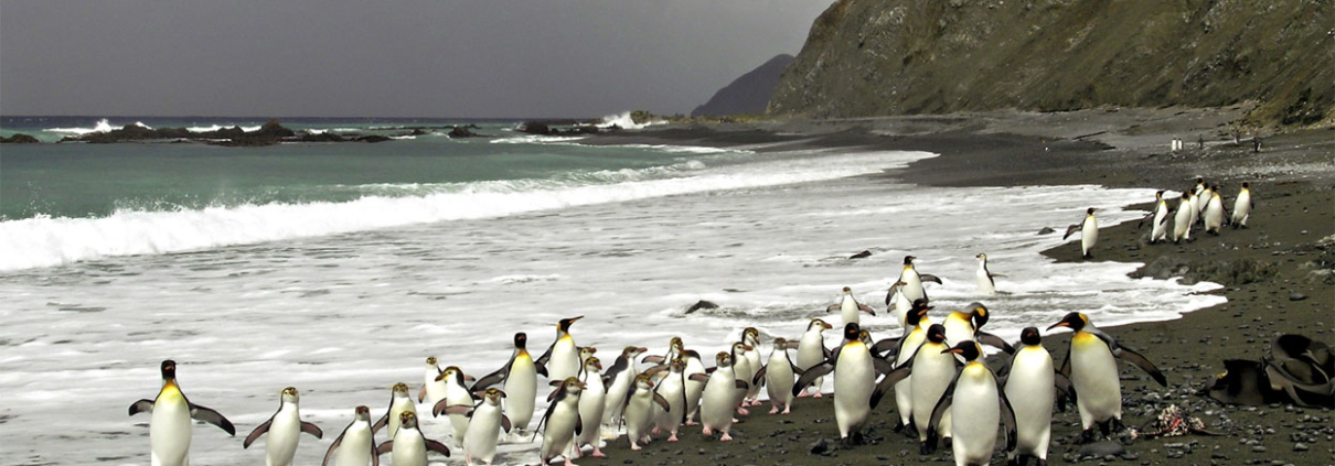 2004/5 King & Royal Penguins, Macquarie Is., © K. Steinberner/AAD