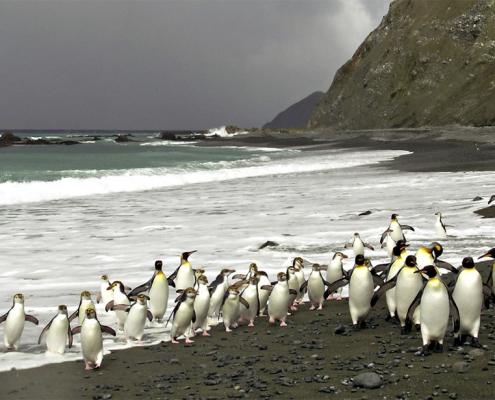 2004/5 King & Royal Penguins, Macquarie Is., © K. Steinberner/AAD
