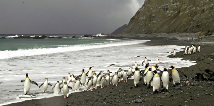 2004/5 King & Royal Penguins, Macquarie Is., © K. Steinberner/AAD