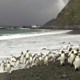 2004/5 King & Royal Penguins, Macquarie Is., © K. Steinberner/AAD