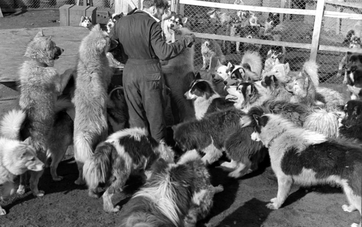 Huskies