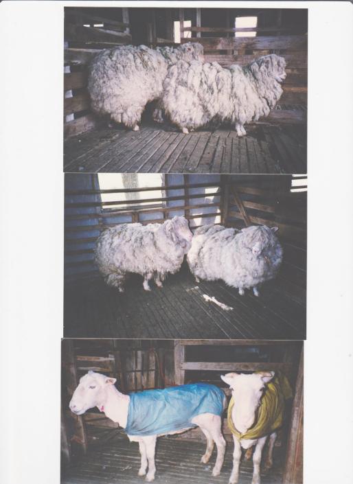 Ray Sharrock Shearing Days