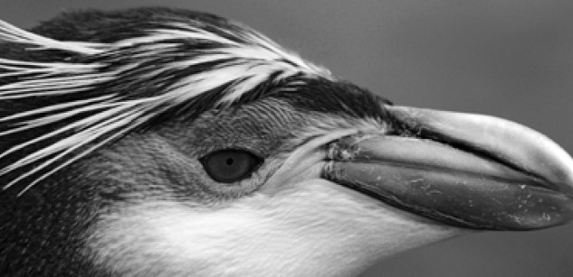 Royal penguin Macquarie Island – David Neilson